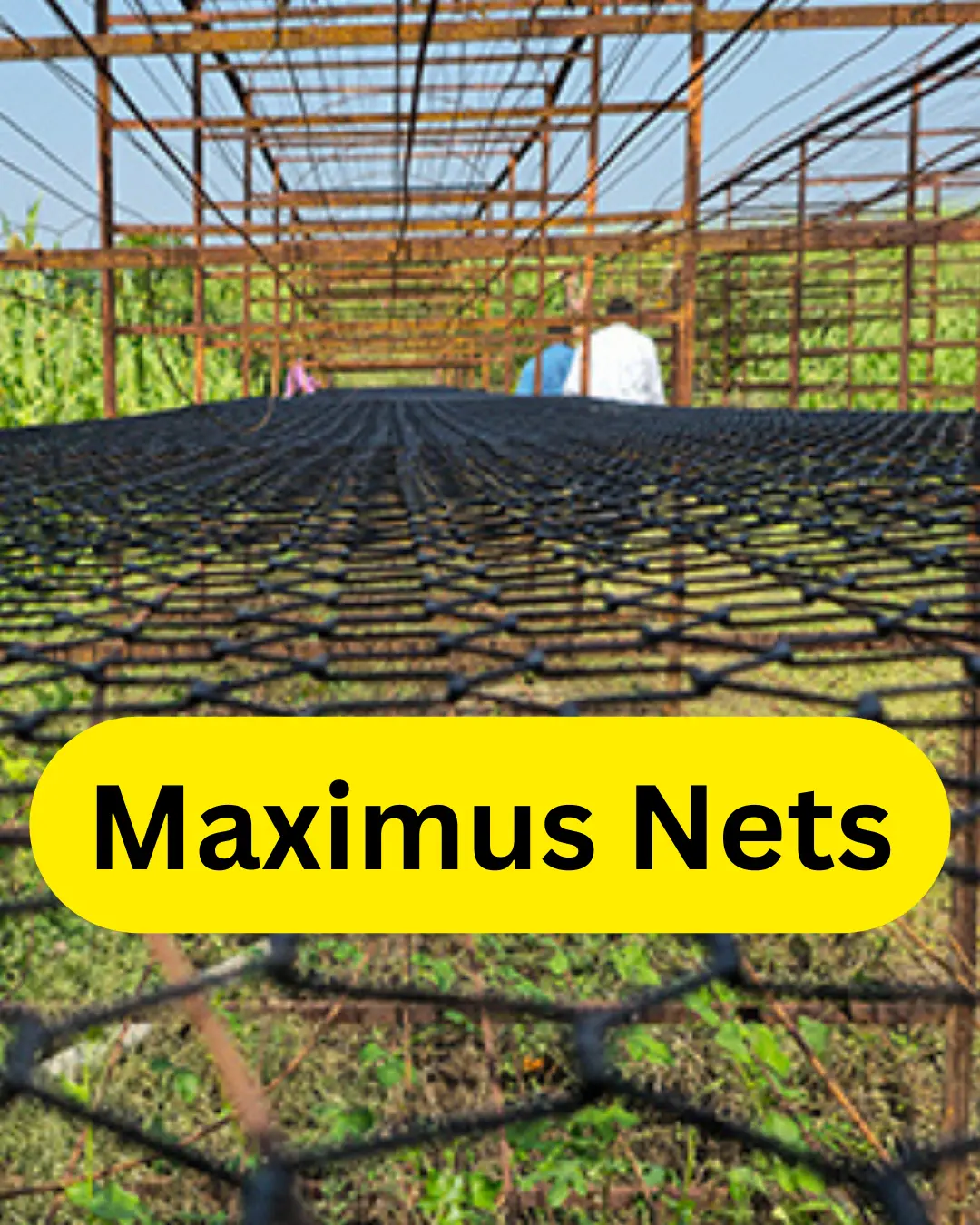Maximus Nets For Baidana